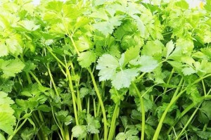 香菜种植指南（选择最佳时间和方法，让你种出香气扑鼻的香菜）