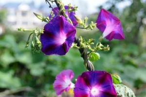 牵牛花开花期长达多久（探究牵牛花开花期的长度与变化趋势）