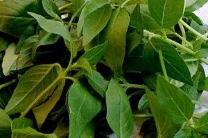 荆芥的种植及养护技巧（荆芥什么时候播种合适）