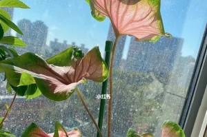 彩叶芋的浇水技巧（如何科学地浇水让彩叶芋茁壮成长）
