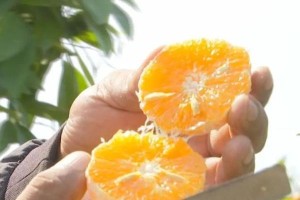 沃柑生长的最适温度是多少度？（探讨沃柑生长温度对果实品质的影响）