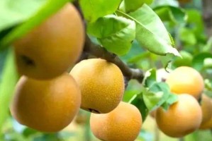 如何科学施肥，让黄冠梨生长更加茂盛（黄冠梨适宜肥料类型与施肥方法，从而让果树生长得更好）