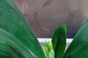 君子兰如何快速开花（促进君子兰开花方法）