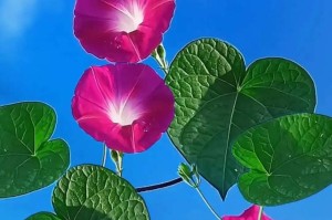 春天牵牛花绽放（了解牵牛花的生长习性，打造花园新景观）