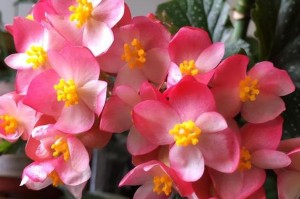 海棠花冬季养护全攻略（细说海棠花冬季养护的关键点）