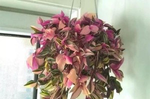 探究太阳花的生长环境与光照需求，为您解答太阳花喜阴还是喜阳的疑惑。