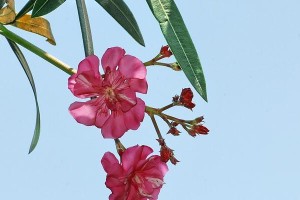 夹竹桃花期详解（探究夹竹桃的花期特点及生长环境）