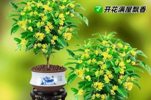 秋季盆栽桂花的正确浇水方法