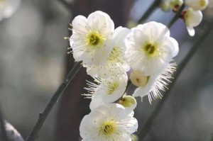 梅花盆栽的养殖与养护（简单易行的小白养护攻略）