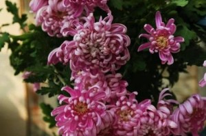 菊花肥料知识（浇什么肥料最合适）