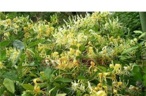 金银花不是常绿植物，教你认识它的特点（金银花的生长习性和特征揭秘，了解它的适应环境）