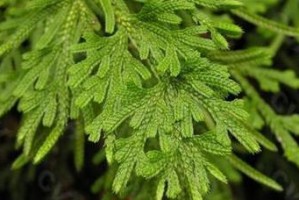 风滚草和卷柏，这两种植物究竟是同一种吗？（探究风滚草和卷柏的区别与联系）