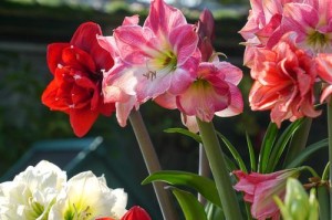以洋朱顶红花的管理指南（详解以洋朱顶红花的养护技巧）
