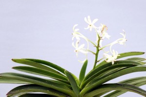 《以君子兰怎么养好》（君子兰养护技巧分享，助您打造美丽花园）