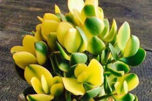 探寻玻璃翠的奇妙之处（多肉植物还是珊瑚？）