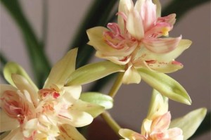 兰花室内养护指南（了解适宜条件，让兰花长得更好）