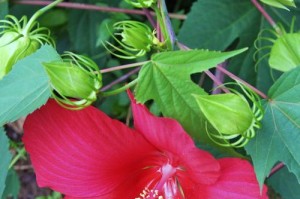 木芙蓉花的颜色是什么？（揭开木芙蓉花的神秘面纱）