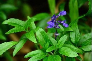 鼠尾草（探讨鼠尾草生长环境对其生长的影响）