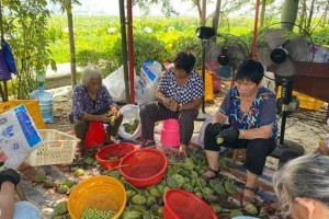并蒂莲的种植与养护（栽种时间、方法及注意事项）