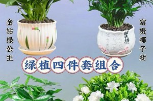 怎样养长微型椰子树？（让小小的椰子树变成“大神仙”）