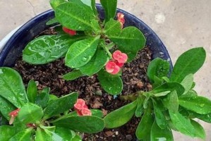 虎刺梅耐寒温度详解（了解虎刺梅适应的低温环境，合理养护花卉）