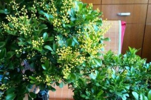 如何培养米兰开花？（掌握正确的养护方法，让米兰花开满枝）