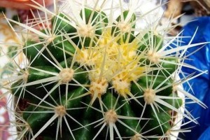 家里养风信子，风水福气多（以风信子为生活之美，种植良机福气多）