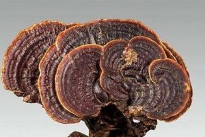 灵芝保护，拯救中药材资源（灵芝资源匮乏，必须保护；从野生到人工种植，重塑灵芝市场）