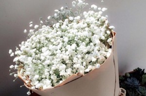 花开满天星，寓意美好（解读满天星的花语及文化内涵）