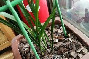 兰花不开花的原因与解决方法（掌握兰花开花的秘密，让它绽放美丽）