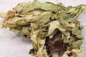 雪莲花的产地选择（从环境、海拔、气候等方面解析雪莲花最佳产地）