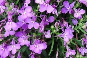 满天星不开花原因分析（揭秘满天星不开花的“秘密”）