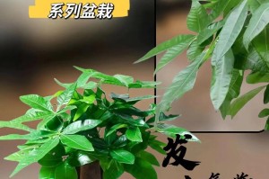 发财树移盆后要浇水吗？（揭秘发财树的正确浇水方式）