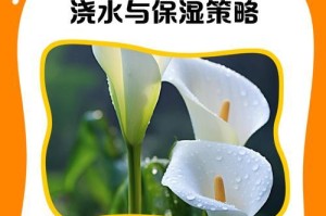 马蹄莲花有毒吗？放在室内养还需注意什么？（马蹄莲花的毒性、室内养护技巧及注意事项）