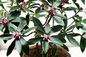 冬季室内适合养什么花？（选择适合室内环境的植物，打造温馨舒适的室内花园。）