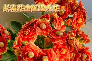 长寿花在风水中的象征和寓意（以长久不衰和吉祥如意为主要特征的长寿花）