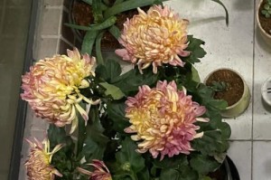 家里可以种菊花吗？（掌握这些关键技巧，让你在家也能种出美丽的菊花）