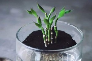 富贵竹生长全程揭秘（一根竹子的华丽转身，从幼苗到茂盛！）