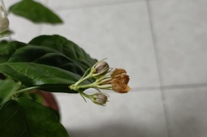 如何救活枯萎的茉莉花新叶子（简单方法拯救茉莉花新叶子的枯萎情况）