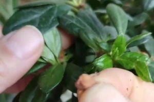 杜鹃花谢了怎么办？寻找花朵的新生活（如何护理枯萎的杜鹃花，让其焕发新的生机）