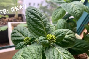 花骨朵的成长之道（以简单的方法让剪下来的花骨朵茁壮成长）