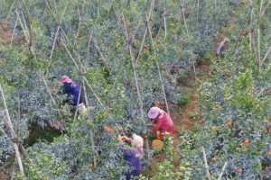 龙丰果几年结果实的成功之路（实现果品丰收，提高农民收入）