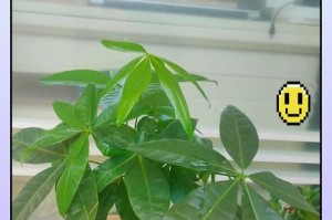 《发财树的小芽怎么养？》（发财树养护指南，让小芽茁壮成长）