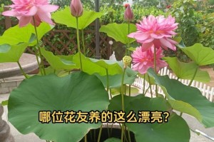 如何养好莲花（莲花养护方法与技巧）