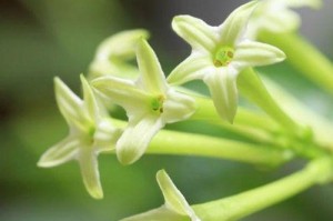 夜来香的花期和特点（浪漫芬芳的美丽传说）