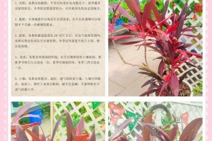 如何养护以亮叶朱蕉（打造绿意盎然的家居植物天堂）