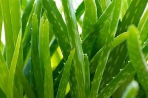 芦荟的种植方法（时间、地点、土壤、温度和浇水等要素的分析）