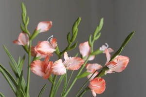 剑兰，理想的卧室装饰（如何在卧室中种植剑兰）
