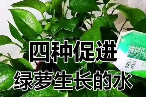 水绿萝养护指南