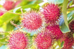 红毛丹（季节成熟上市时间表及营养价值一览）